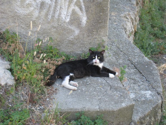 Photo：ヴォルテッラ郊外の街にいた猫