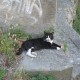 Photo：ヴォルテッラ郊外の街にいた猫